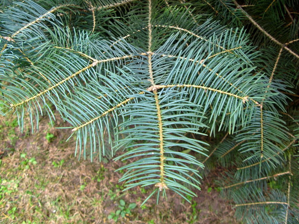 jodła kalifornijska