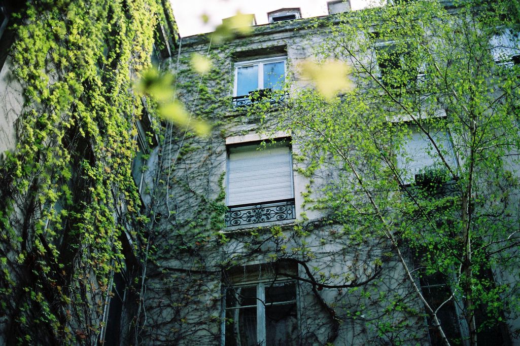 zielona ściana