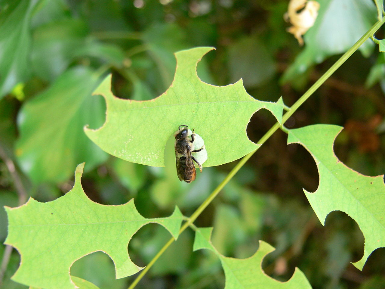 1280px Megachile rotundata