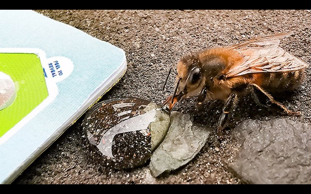 106636989 beecard 976