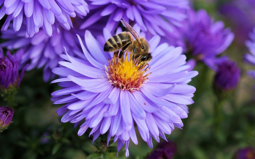 bee 191629 1920