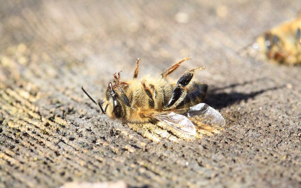 bee 3415321 1920
