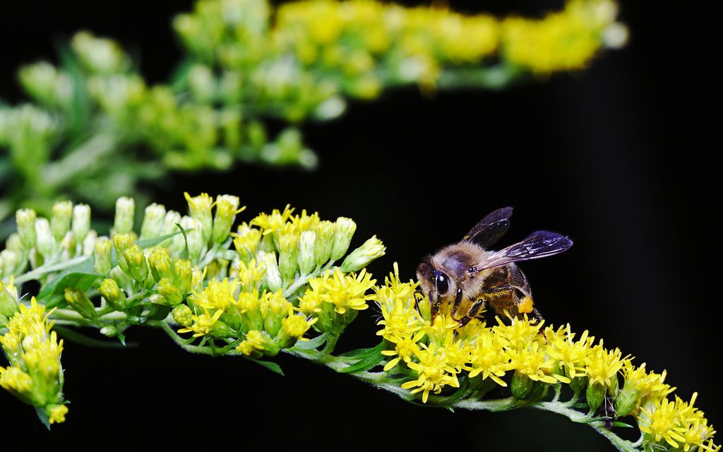 bee 3615115 1920