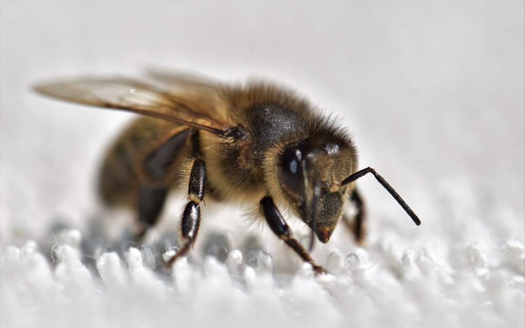 bee 3655714