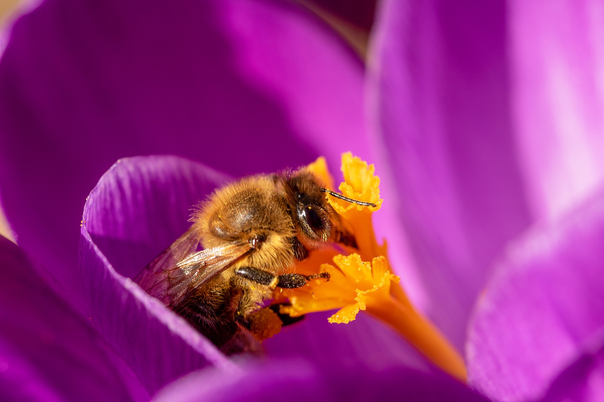 bee 4020055 1920