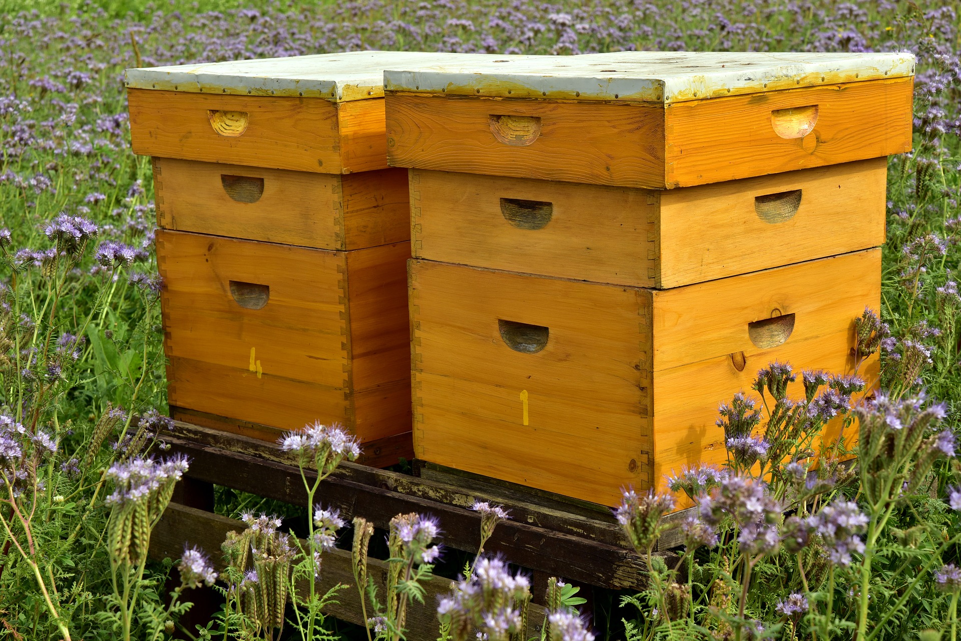 beehive 3703434 1920
