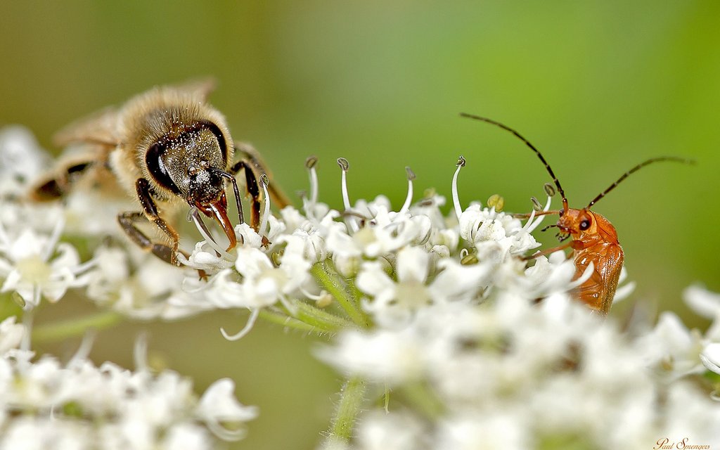 bug 191523 1920