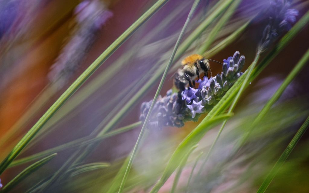 insect 3529883 1920