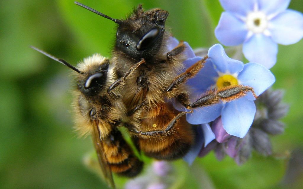 nature 3084524 1920