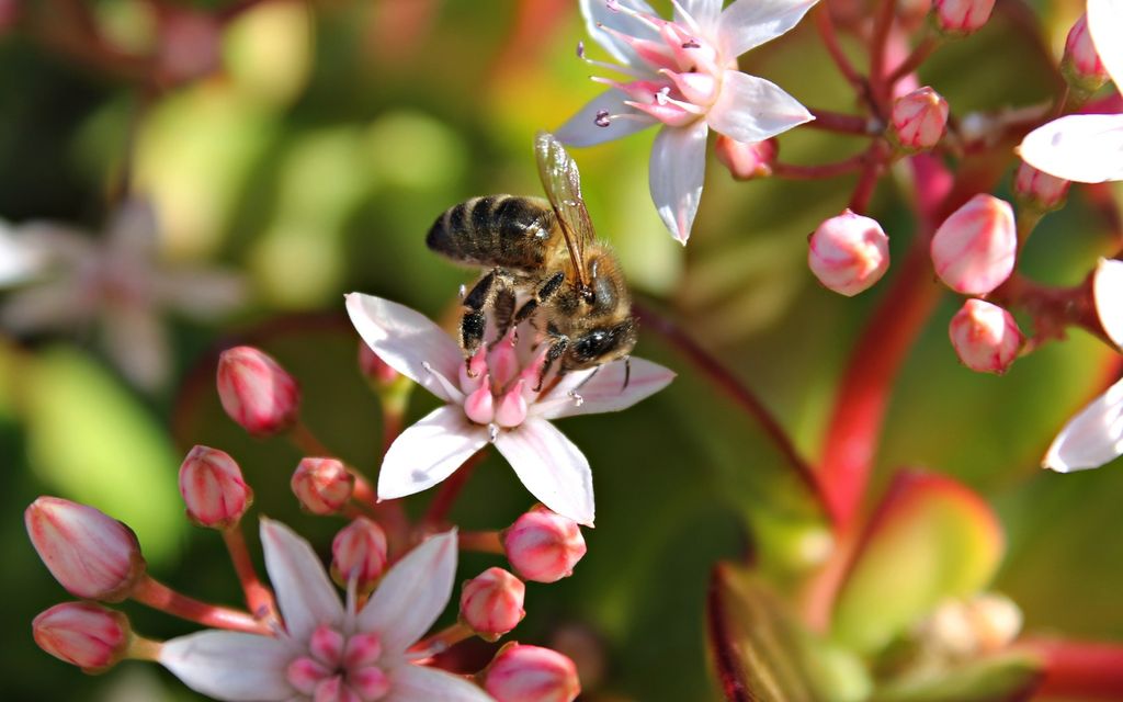 bee 629173 1920
