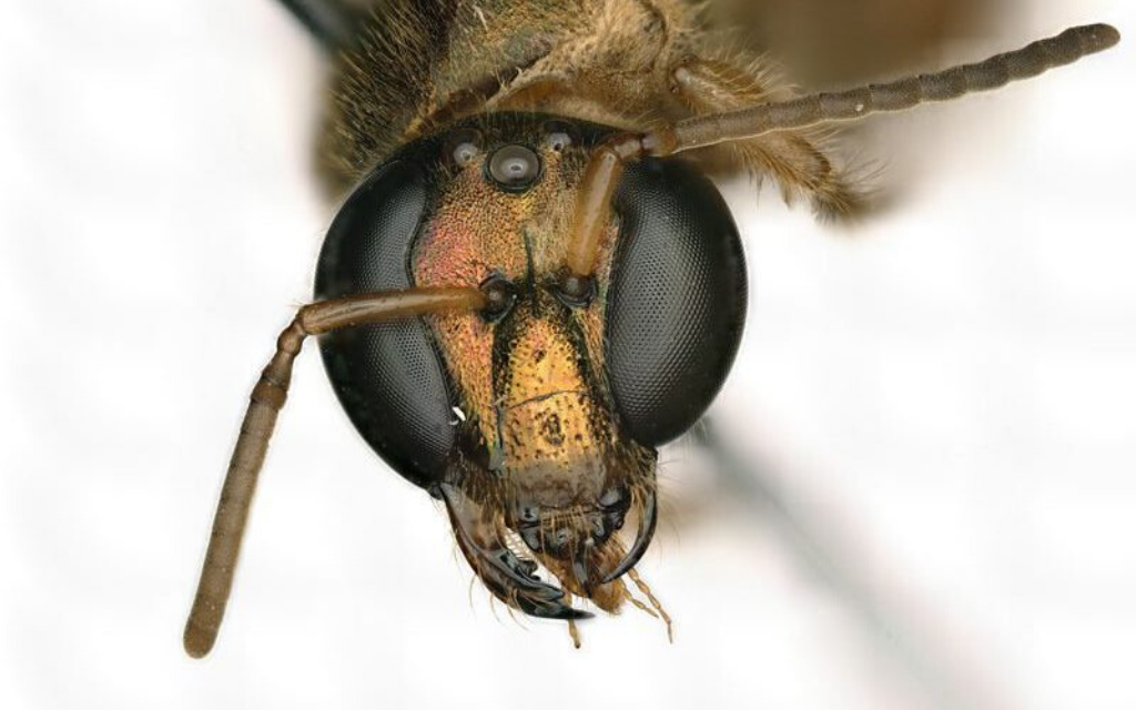 Megalopta amoena