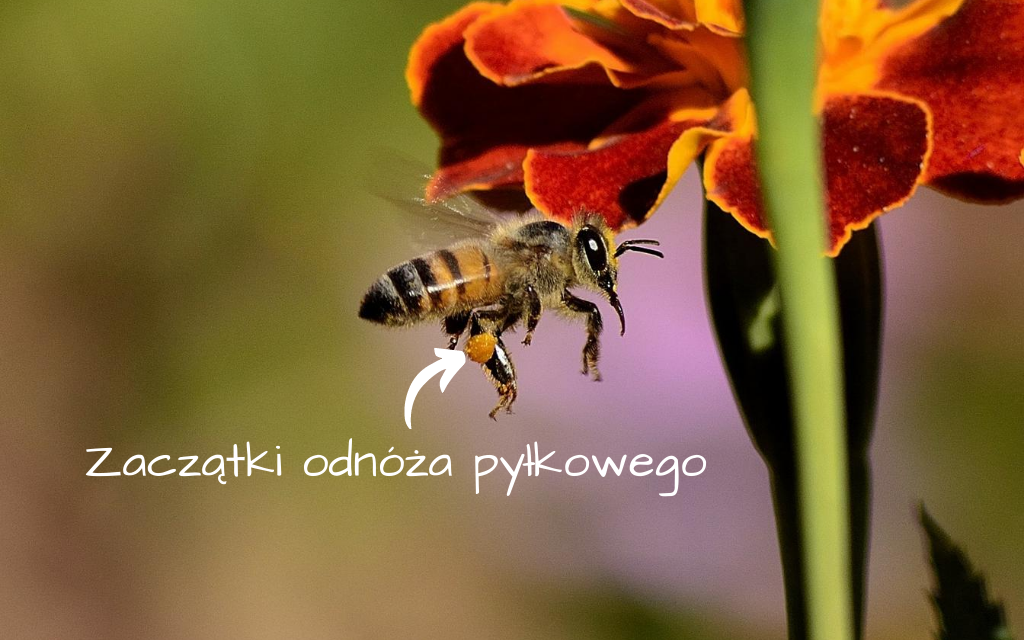 obnoze pylkowe