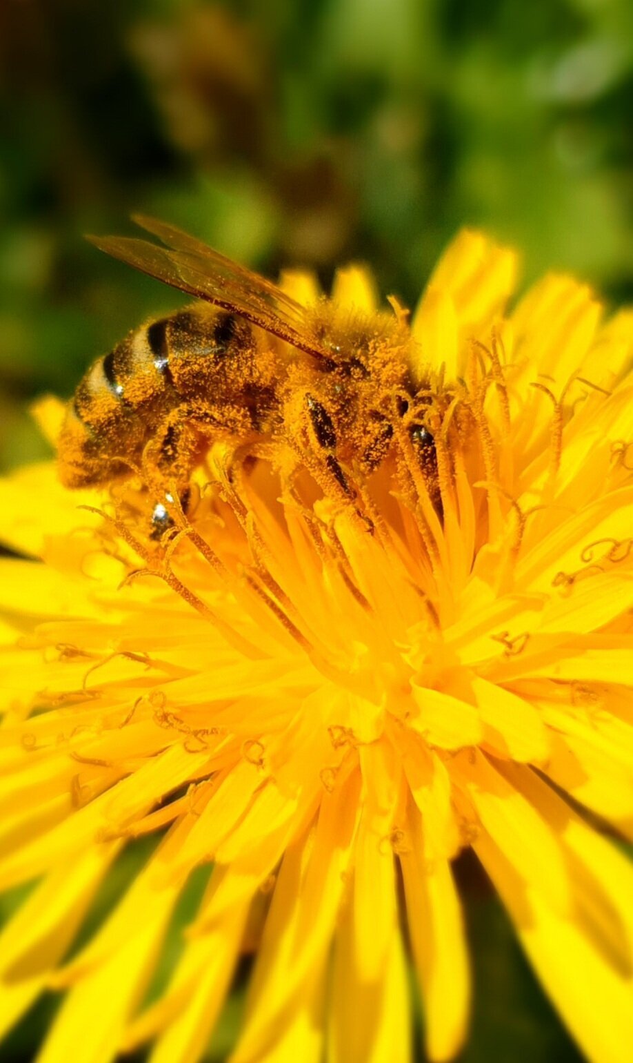 Bee Press Photo 6 1