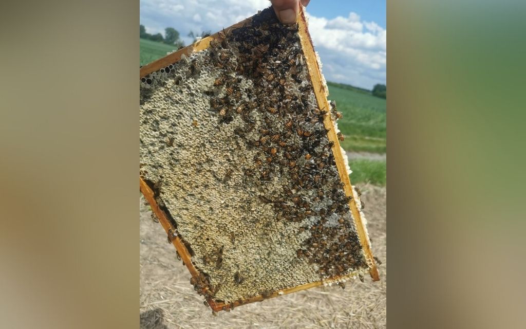 zniszczono rekordową liczbę uli