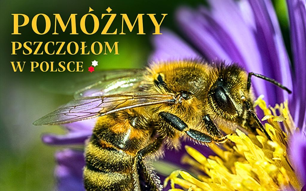 Pszczelarzu wypełnij ankietę!