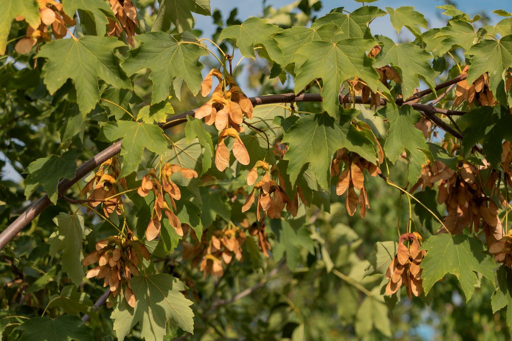 nasiona klonu
