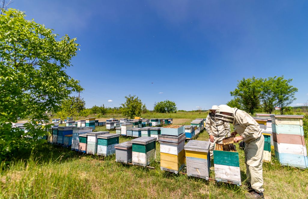 oporność Varroa przyczyną strat w USA