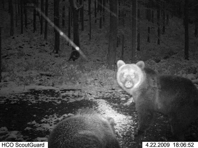 Pasieka pod ochroną