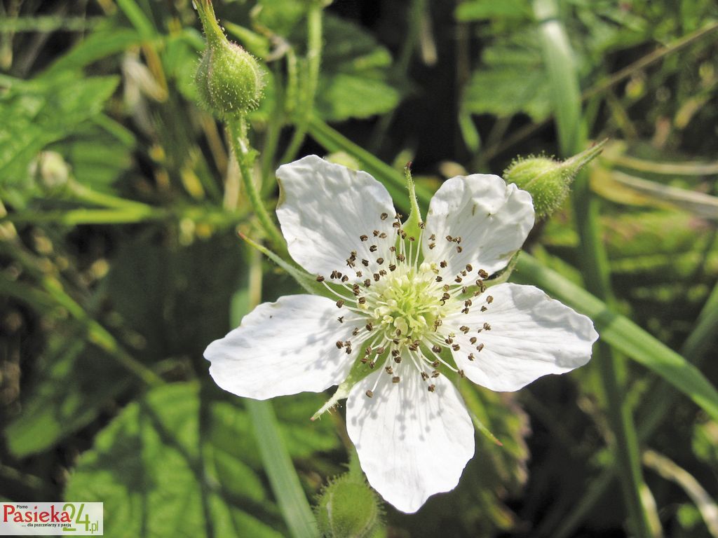 pwp3_3678