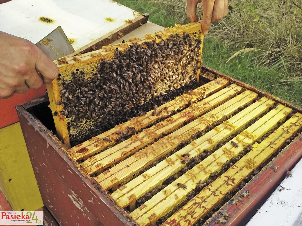 wmp1_ostatnia_kontrola_ilosci_pokarmu_zimowego