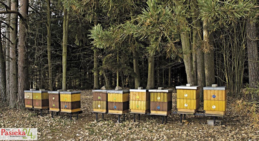 wmp4_apiary-1190661