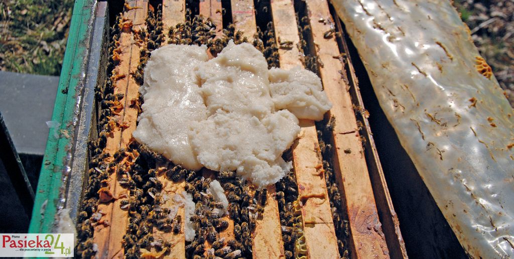 Ciasto pyłkowe okiem biologa