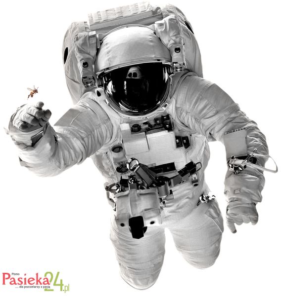 Łajka 2.0, czyli jak pszczoły mogą zostać kosmicznym pupilem ludzkości?