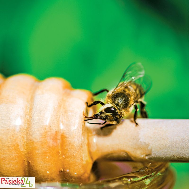 Bee sitting on glass of honey