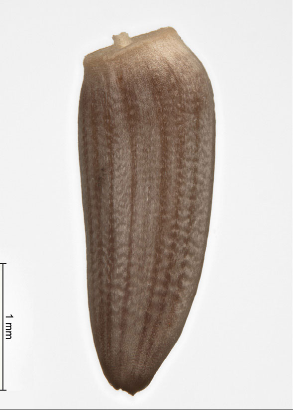 Carduus acanthoides. Owoc. Okaz w zbiorze porównawczym karpologicznym Instytutu Botaniki im. W. Szafera PAN w Krakowie.