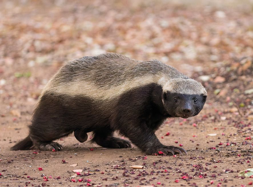 Fot. 4. Ratel.