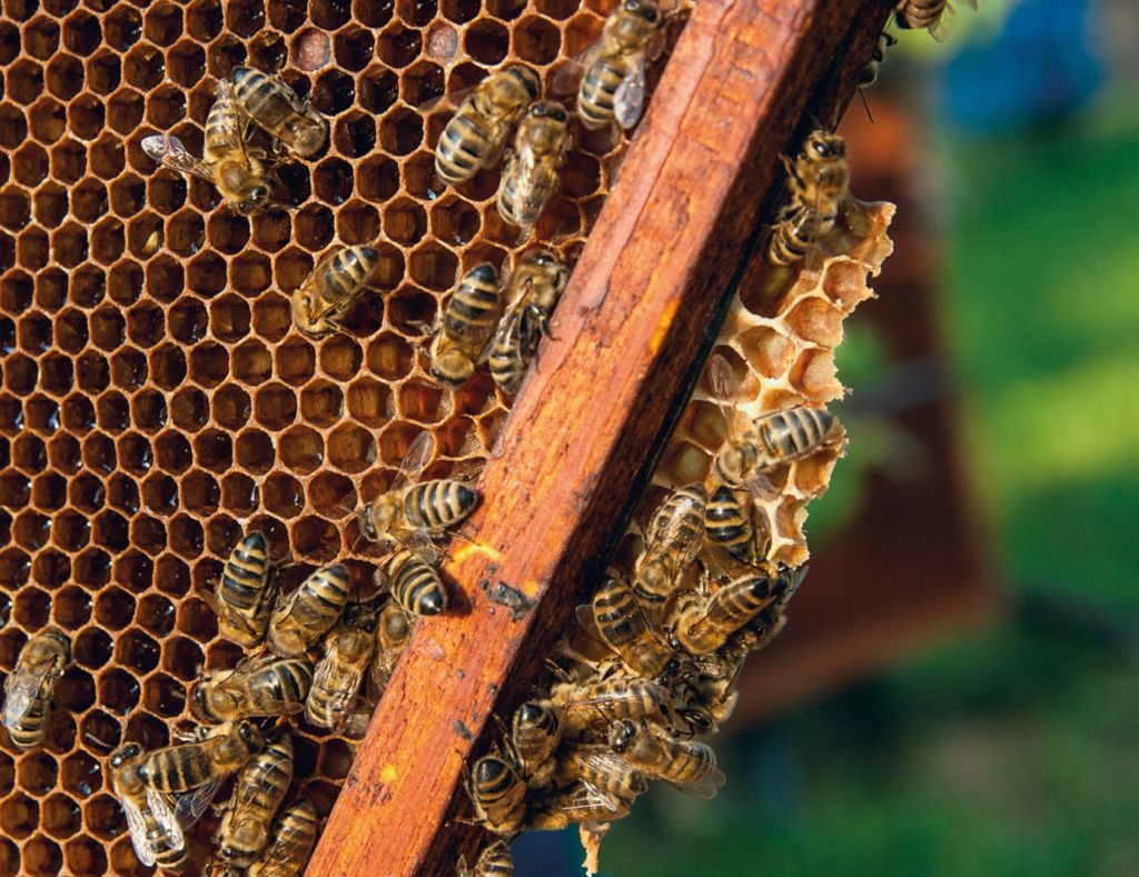 Close up view of the working bees on the honeycomb with sweet honey. Honey is beekeeping healthy produce. Bee honey collected in the yellow beautiful honeycomb.
