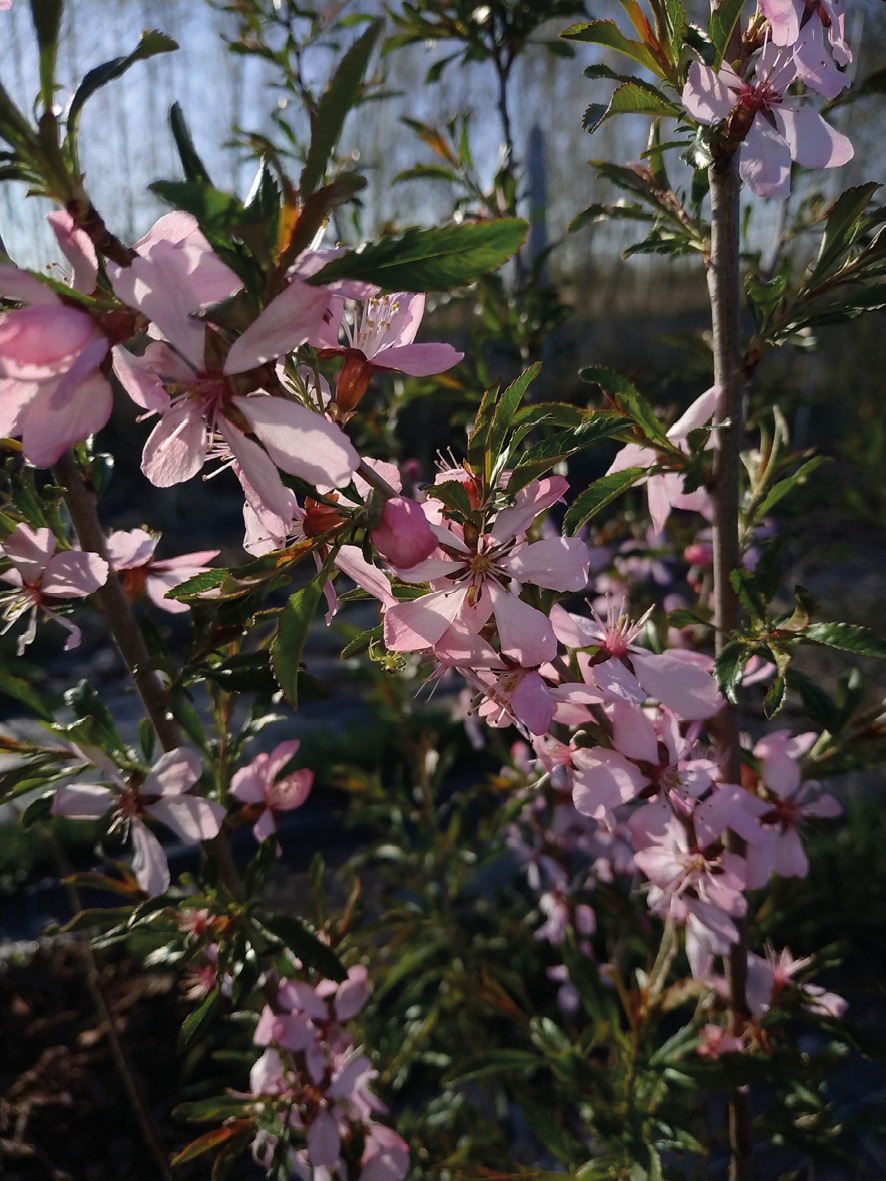 Fot. 12. Migdał karłowaty (<i>Prunus tenella</i> Batsch.) pięknie i obficie kwitnie bardzo wczesną wiosną.
