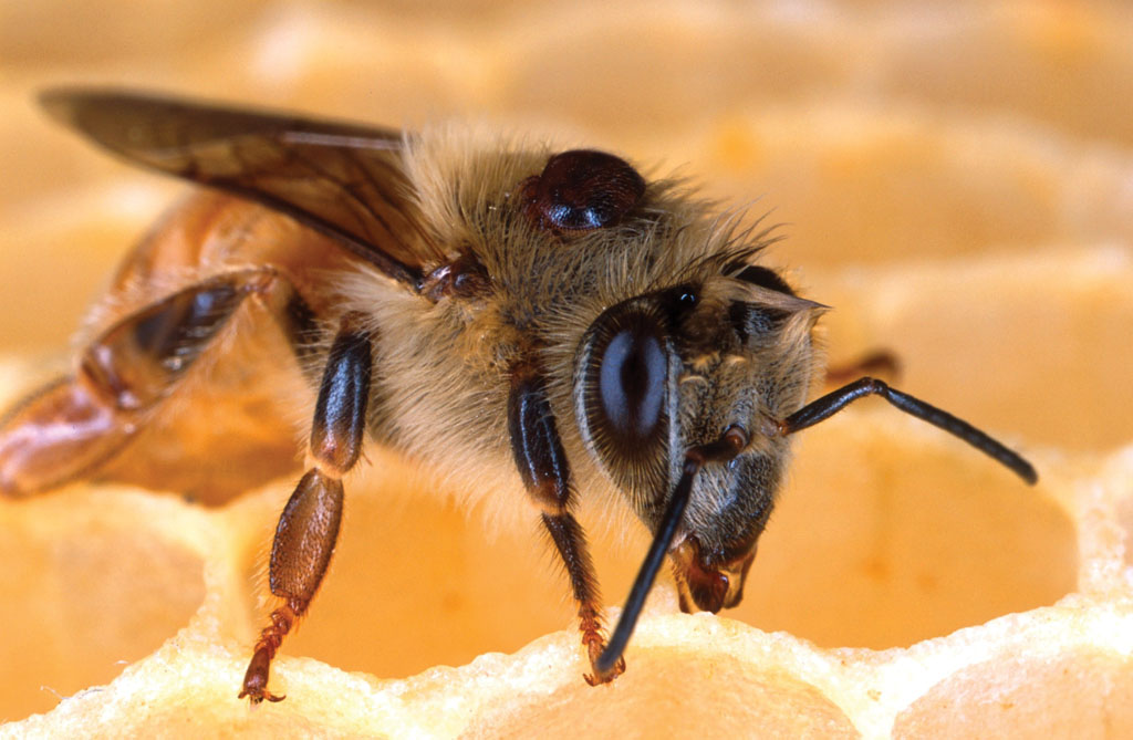 4. Współżycie pszczół i Varroa destructor