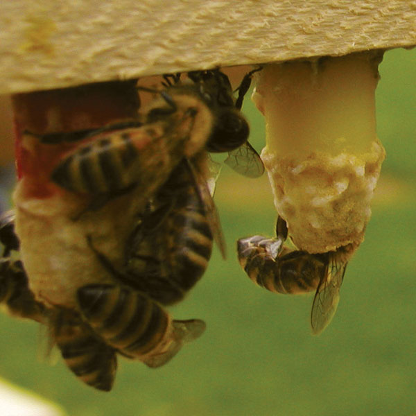 Sprzęt do wychowu i unasienniania matek pszczelich Sprzęt do wychowu i unasienniania matek pszczelich