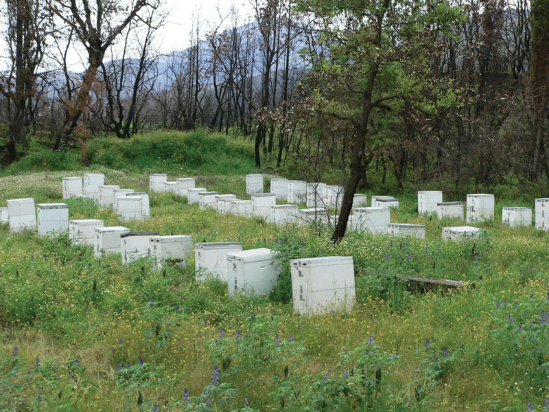 Pakiety i odkłady