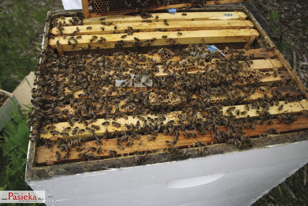 honey-bee-896701
