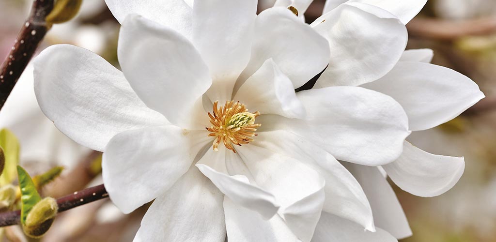 Magnolia