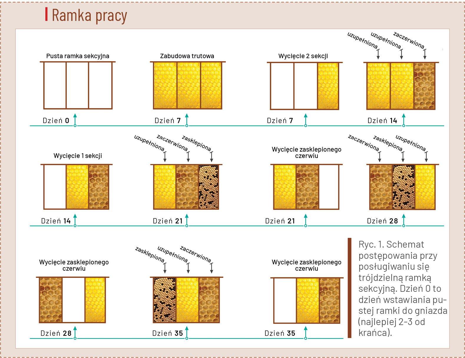 Rozdział 5. Biotechniczne metody zwalczania pasożyta Varroa destructor