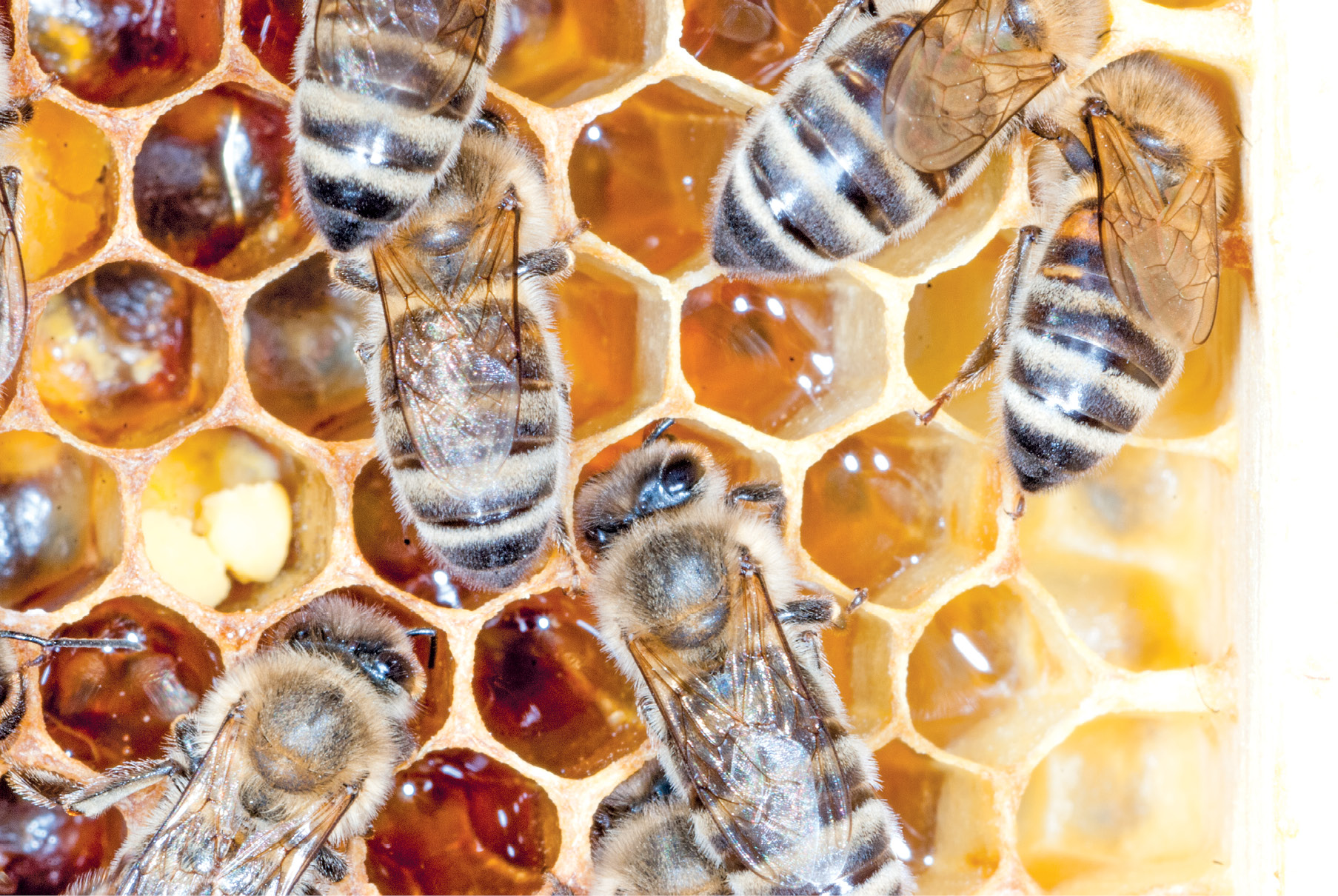 Rozdział 1. Pochodzenie i biologia pasożyta Varroa destructor