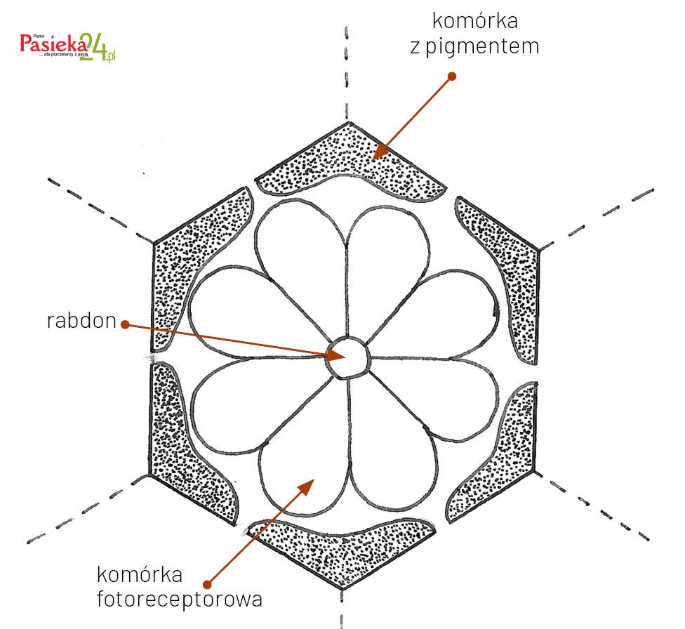 Anatomia pszczoły
