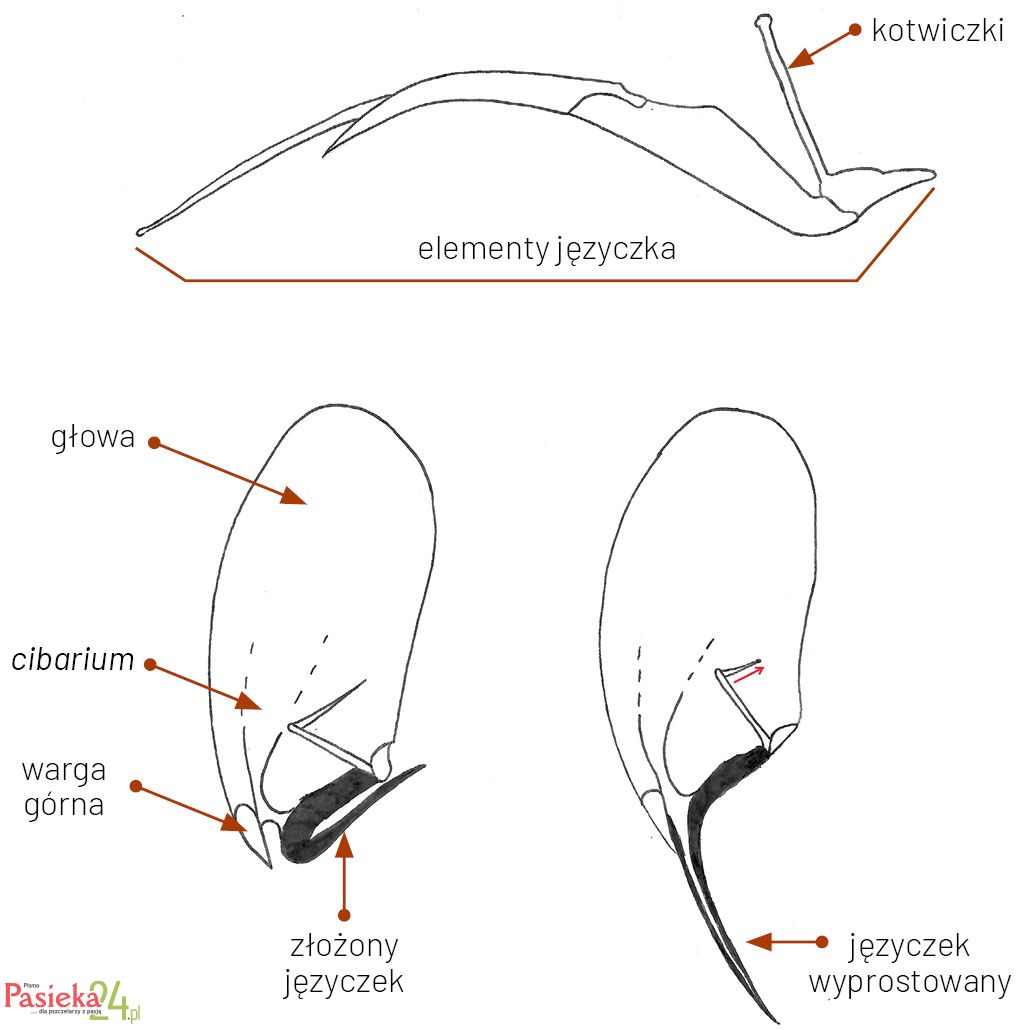 Anatomia pszczoły
