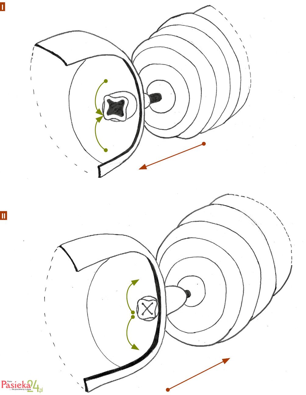 Anatomia pszczoły