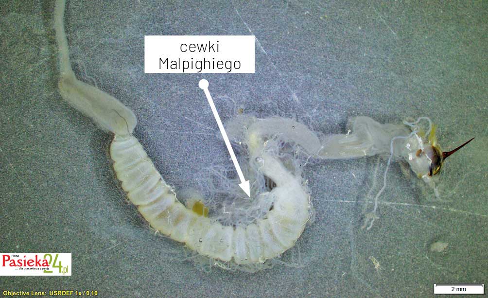 Anatomia pszczoły