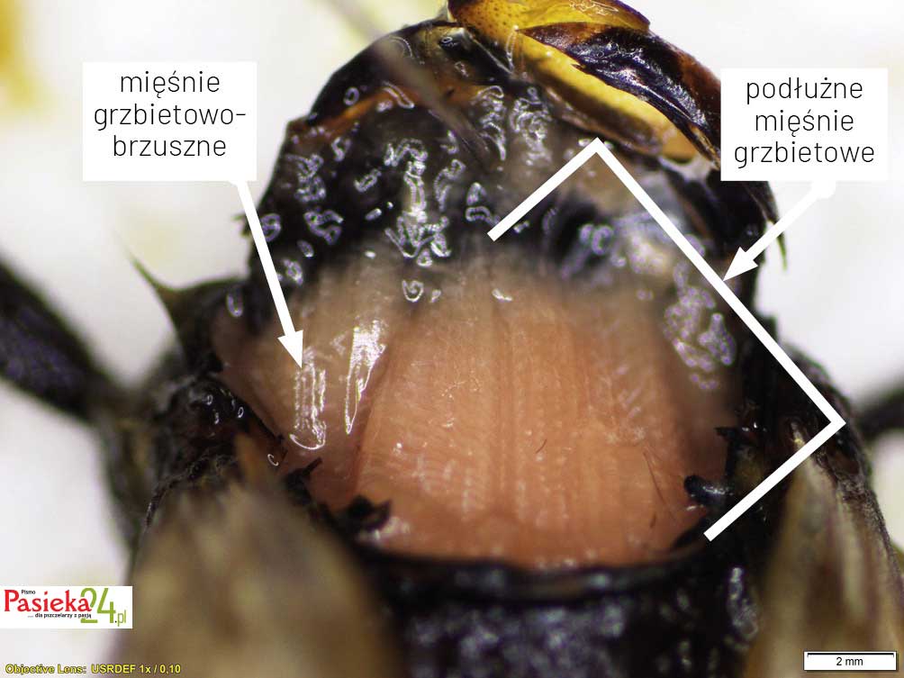 Anatomia pszczoły