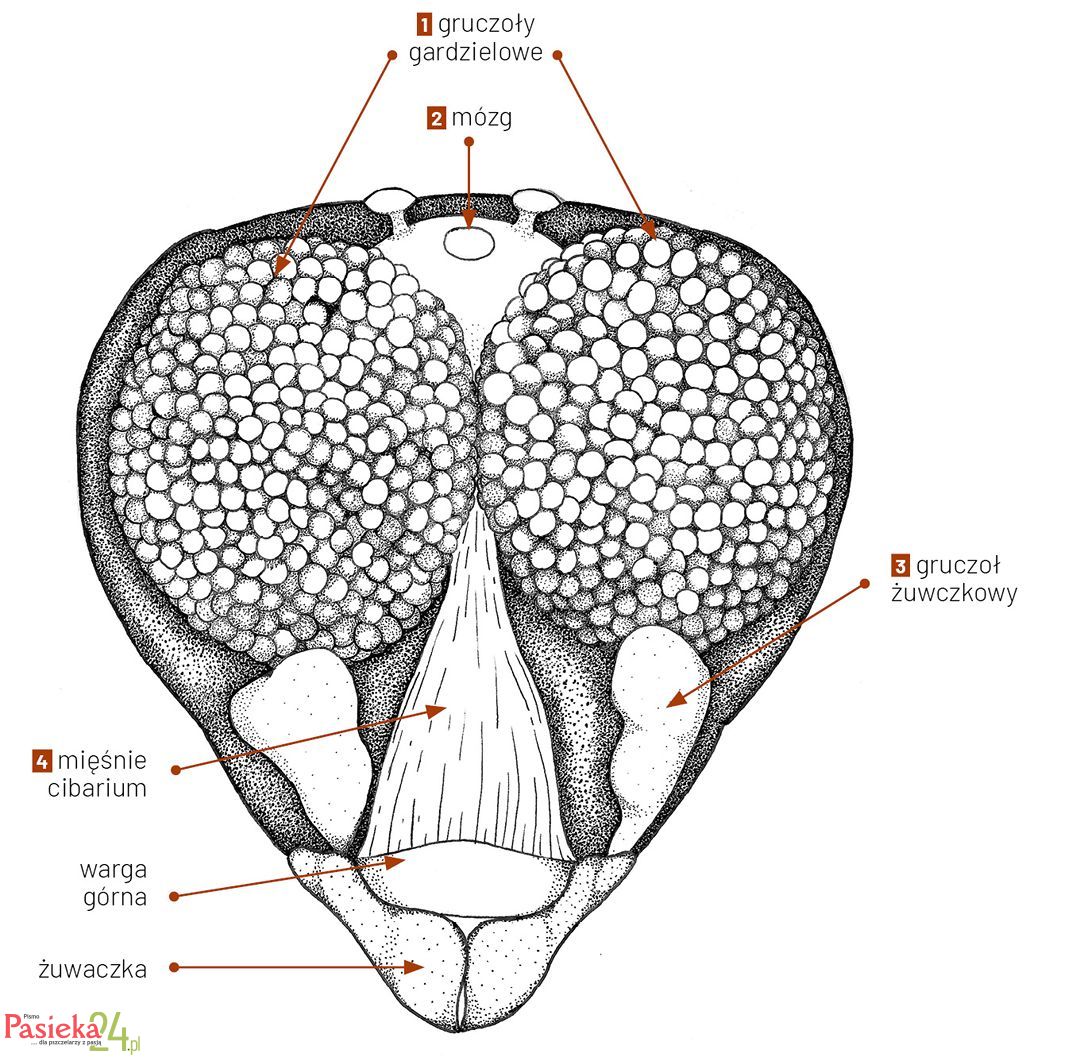 Anatomia pszczoły