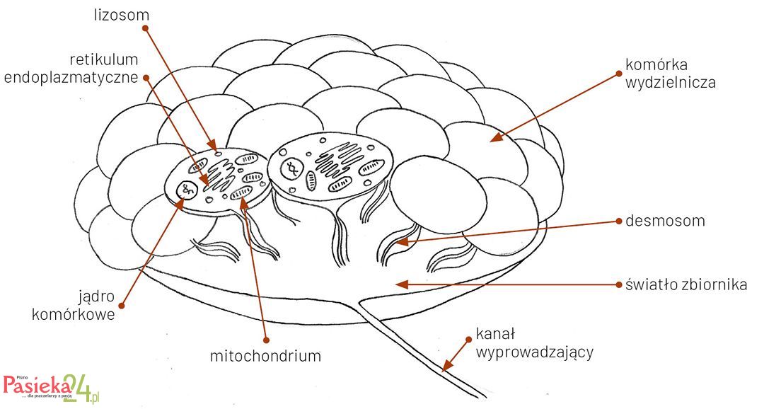 Anatomia pszczoły