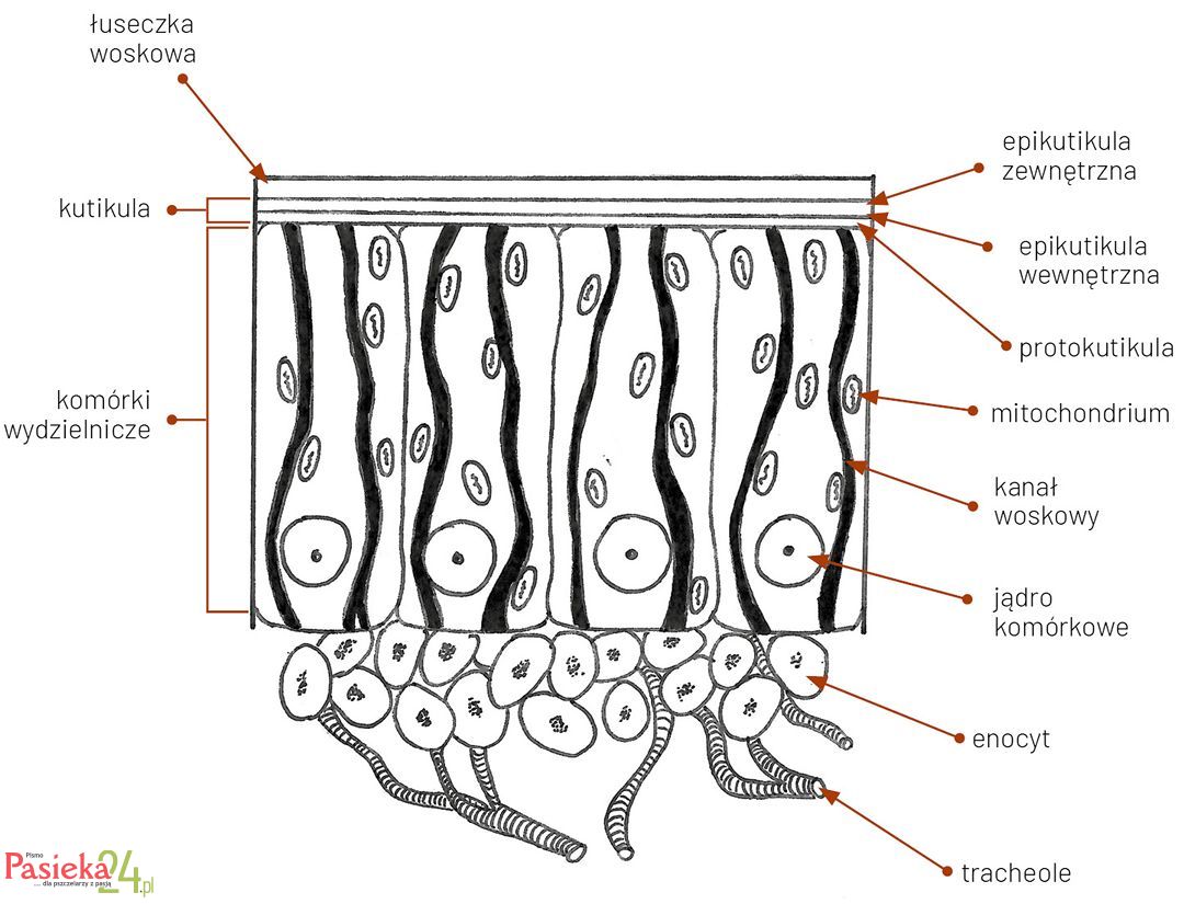 Anatomia pszczoły