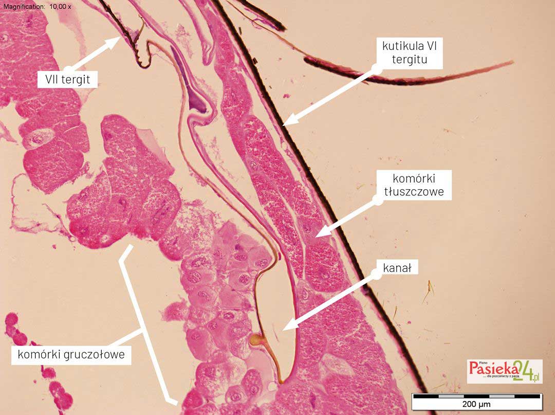 Anatomia pszczoły