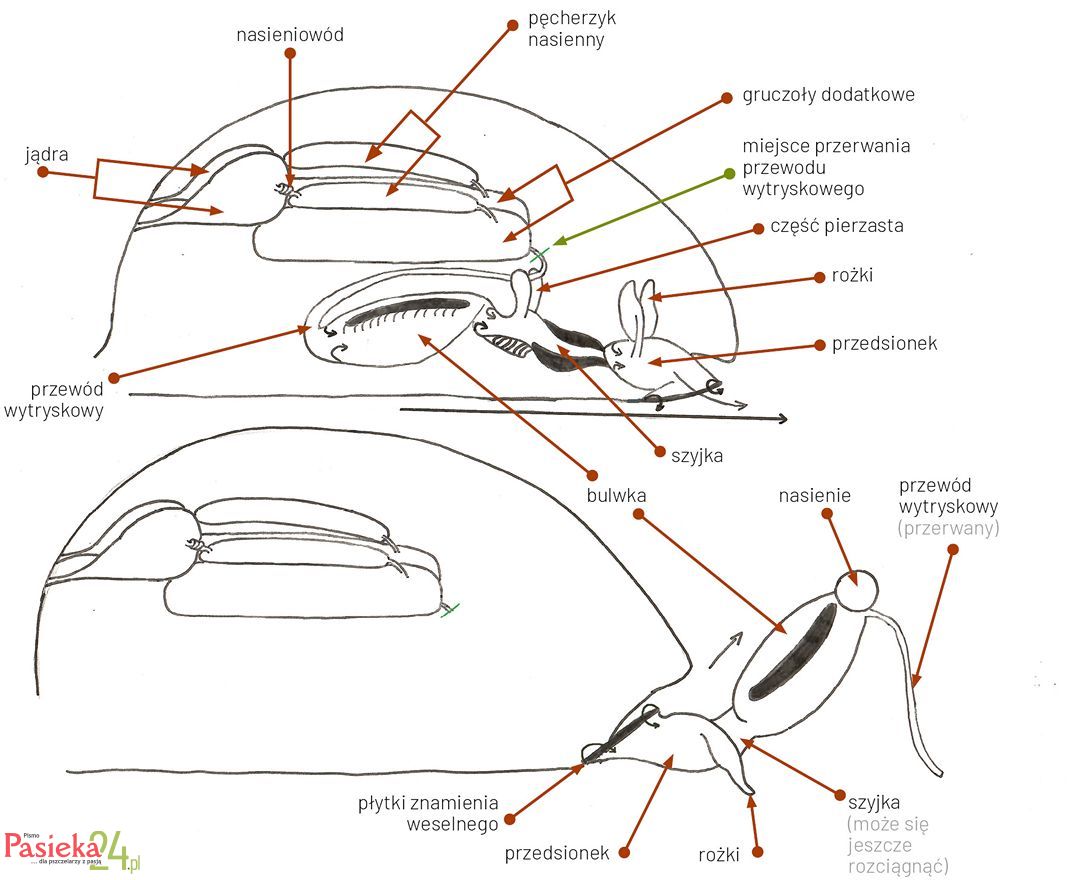Anatomia pszczoły