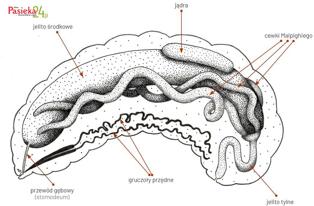 Anatomia pszczoły